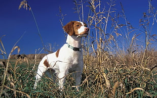 adult short-coated white and brown dog